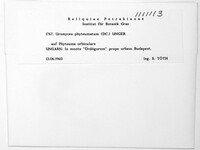 Uromyces phyteumatum image